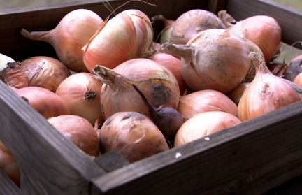 Лук под зиму: когда сажать и как подготовить грядку – секреты от садовника Кастрицкого