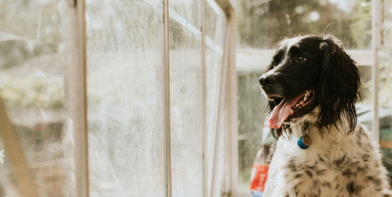 Не только кошки: кинолог рассказал об опасностях открытых окон для собаки