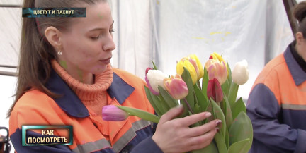 В теплицах готов урожай тюльпанов к 8 Марта. Какие появились новые и необычные сорта и во сколько обойдется букет?