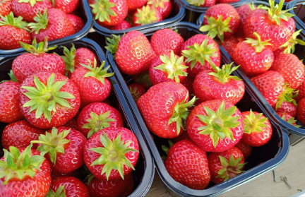 Сколько можно заработать на сборе клубники? Журналист ont.by проверила на собственном опыте