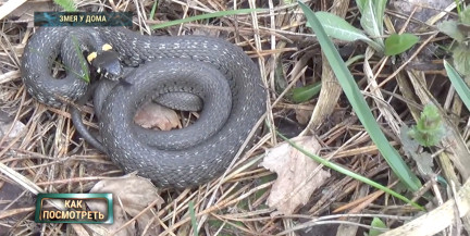 Гады наступают. В Беларуси расплодились змеи – что говорят специалисты