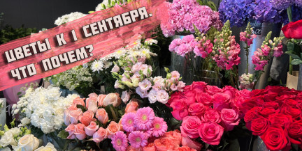 Розы от 2,5 рублей! Узнали, какие цены на цветы перед 1 сентября в Бресте