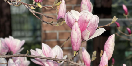 Магнолия расцвела в Бресте: ФОТОФАКТ