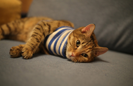 Рассказываем, сколько мини-каникул ожидает в белорусов в 2026 году