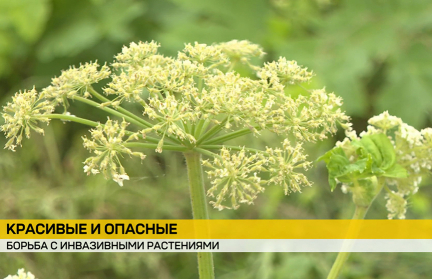 Инвазивные растения под контролем: Беларусь усиливает борьбу с борщевиком и золотарником