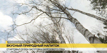В Беларуси официально стартовал сезон заготовки березового сока