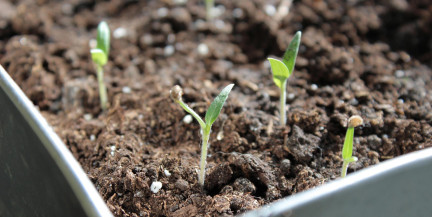 Почему рассада не всходит и как это исправить, рассказала биолог
