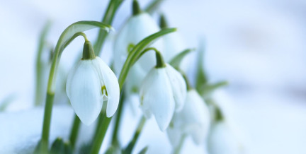 Нежный, ядовитый и один из самых бесценных: весенние цветы, которые удивят своими свойствами