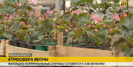 Высадить почти 1,5 млн цветов. Как будут озеленять Минскую область