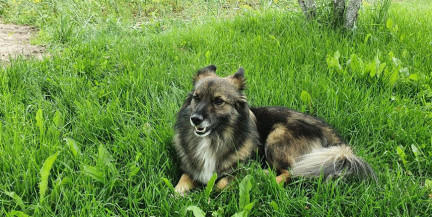 Как зарегистрировать домашнее животное, рассказали в МЖКХ