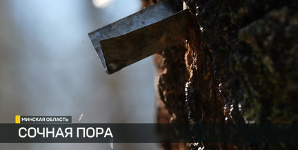 Сезон березового сока в разгаре: как правильно собирать и где купить – в репортаже ОНТ