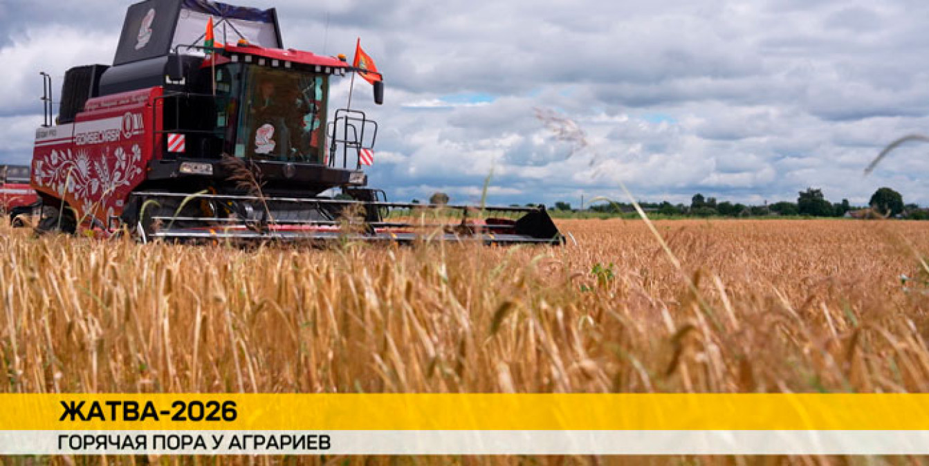 Всего с полей Беларуси убрано 98 процентов площадей зерновых и зернобобовых культур