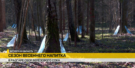 От рассвета до заката: в Витебской области идет активный сбор березового сока
