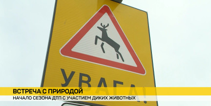 Дикие животные на трассах страны: как избежать ДТП с лесными зверями – в сюжете ОНТ