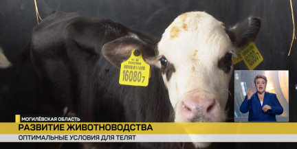 Как реализуются распоряжения Президента. Профилактории для телят появились в Могилевской области
