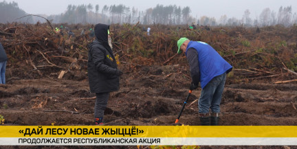 В Беларуси продолжается республиканская акция «Дай лесу новае жыццё!»