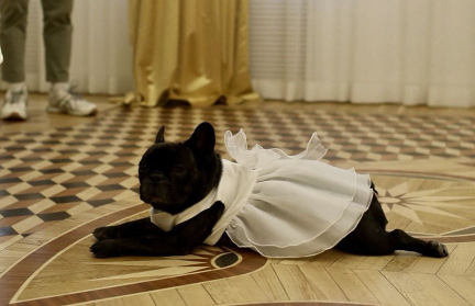 В Гомеле молодожены пришли в загс с французским бульдогом в свадебном платье