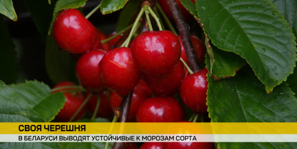 В Беларуси создают морозоустойчивые сорта черешни