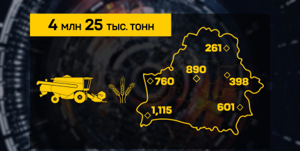 Более 4 млн тонн зерна: уборочная в Беларуси опережает показатели прошлого года