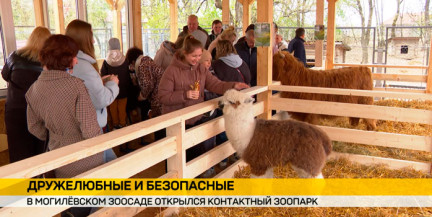 Шотландская коровка, альпака и кролики: в Могилёвском зоосаде запустили контактный зоопарк