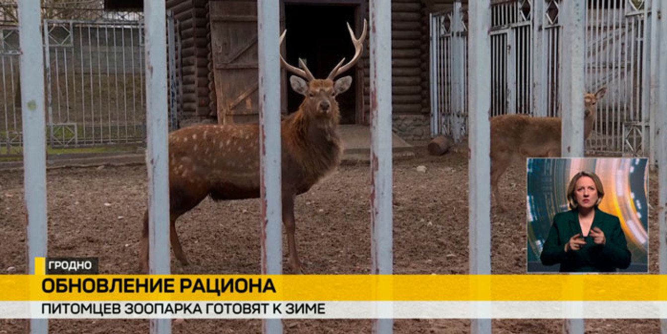 В Гродненском зоопарке усиливают питание питомцев