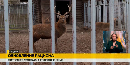 В Гродненском зоопарке животных готовят к зиме: меняют рацион и увеличивают порции