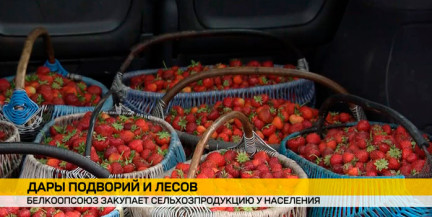 От огурцов до голубики: потребительская кооперация расширяет ассортимент закупок у населения