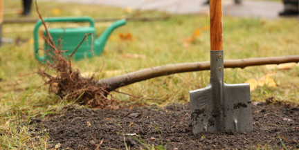 Более 7 тыс. деревьев и 50 тыс. кустарников высадили в Минске участники субботников