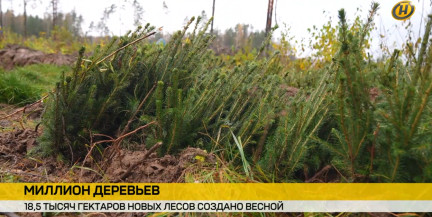 В Беларуси весной высадили 18,5 тыс. гектаров нового леса