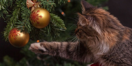 Как загадать желание так, чтобы сбылось, и правильно проводить уходящий год: задали вопросы психологу