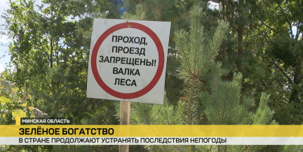 В Беларуси устраняют последствия прохождения мощного грозового фронта