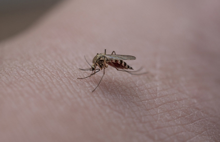 Что делать, если вас укусило насекомое, рассказала специалист