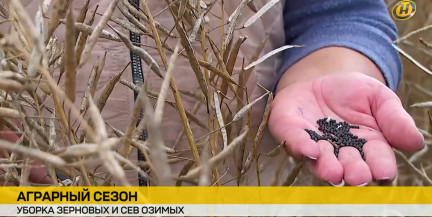 До последнего зернышка: как белорусские аграрии борются за урожай в режиме нон-стоп
