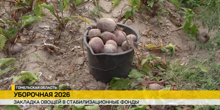 Овощной запас до мая: в Беларуси продолжается уборка моркови, свеклы и лука