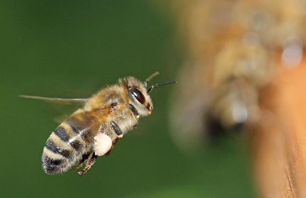 Покусали пчелы и умер. Стало известно, что случилось в Вороновском районе