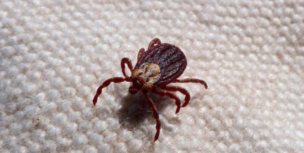 В Беларуси зафиксированы несколько зимних случаев укусов клещей