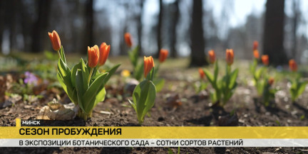 В Ботаническом саду Минска начался сезон цветения ранних растений
