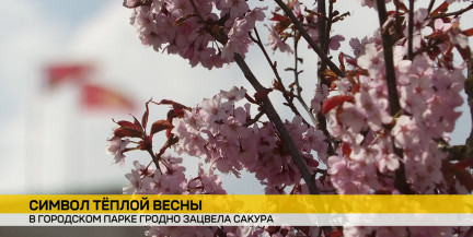 В Гродно начался сезон цветения сакуры