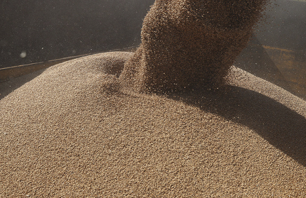 Белорусские аграрии собрали свыше 10 миллионов тонн зерна