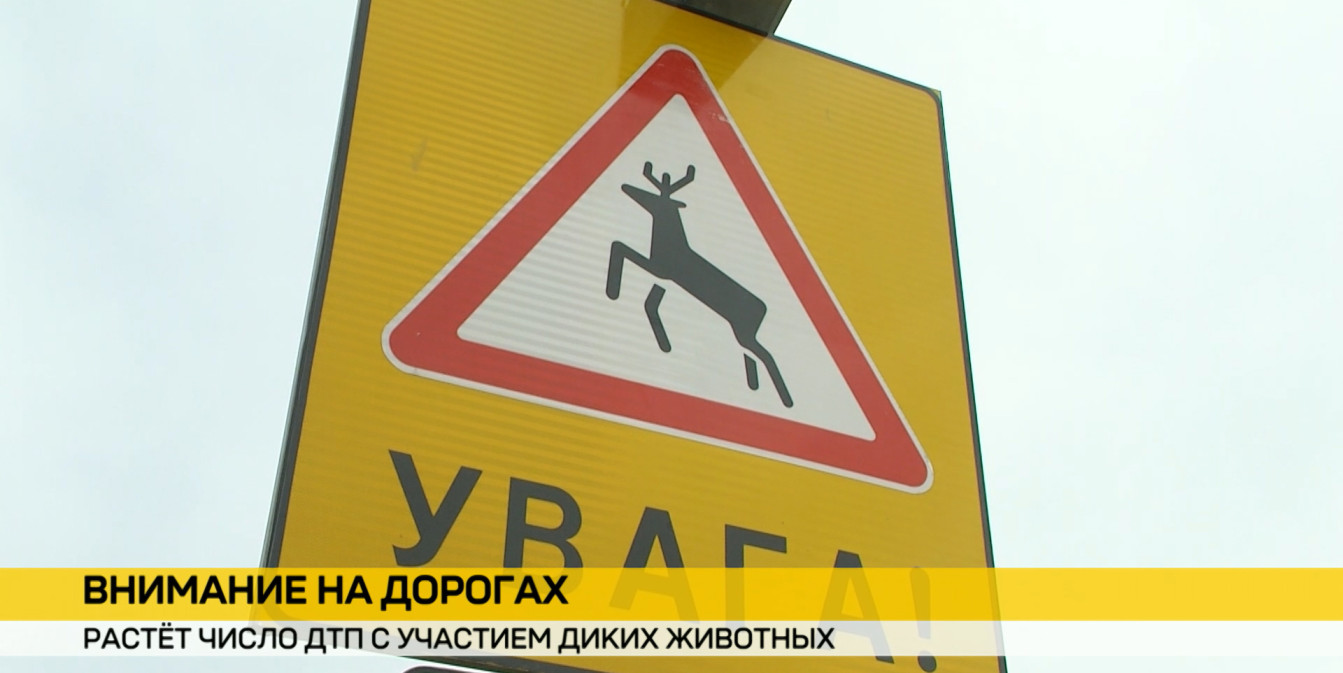 Осторожно на трассе: растет число ДТП с дикими животными