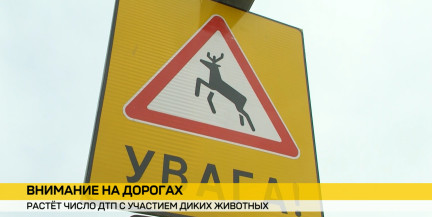 Осторожно на трассе: растет число ДТП с дикими животными