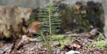 Сотрудники Мининформа и ведущих СМИ республики высадили саженцы сосны в Пуховичском районе