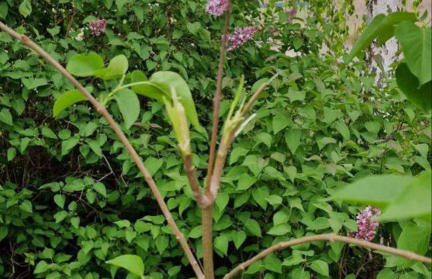 Жители пригорода Минска высадили дорогую сирень, но ее варварски обломала «любительница прекрасного»