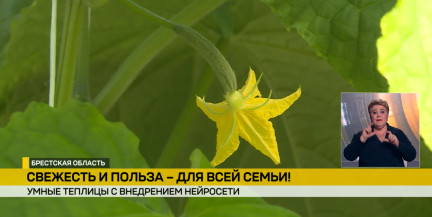 Умные теплицы с ИИ построят под Брестом
