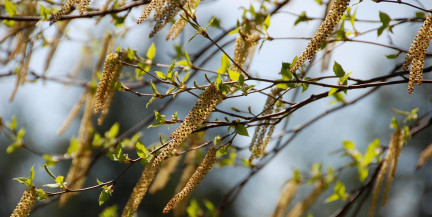 Чихать на все. В Беларуси – пик пыльцевой аллергии