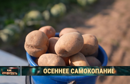 Картошка лечит душу: белорусы отправились на осеннюю уборку