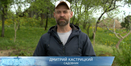 Как правильно посадить огурцы в открытый грунт: советы садовника Дмитрия Кастрицкого