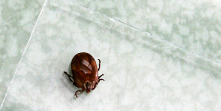 Какова ситуация с клещами, комарами и мошками будет в Беларуси этой весной, рассказали ученые