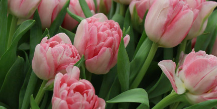 5 простых советов как продлить жизнь букету тюльпанов