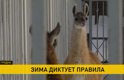 Лишняя порция мяса, бутерброды с повидлом, липовый чай: как переносят холода животные в зоопарках